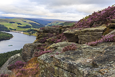 Bamford Edge with heather above Ladybower and Ashopton Bridge at dawn, Peak District, Derbyshire, England, United Kingdom, Europe