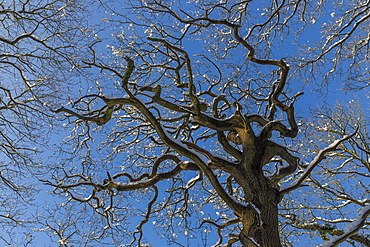 Snowy trees under a blue sky, country wood, winter, near Ashover and Chesterfield, Derbyshire, England, United Kingdom, Europe