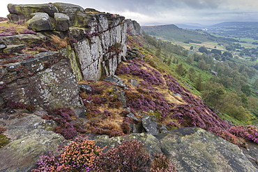 Heather on Curbar Edge at dawn, with view towards Baslow Edge, late summer, Peak District, Derbyshire, England, United Kingdom, Europe