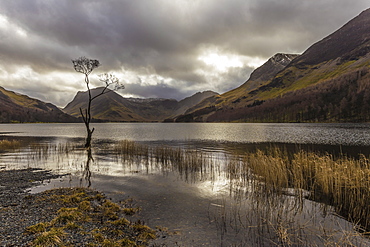 Lone winter tree with marginal golden grasses, Buttermere, Lake District National Park, Cumbria, England, United Kingdom, Europe