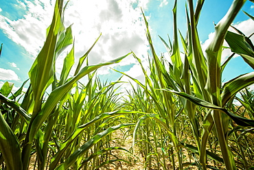 Rye plants, Baden-Wurttemberg, Germany, Europe