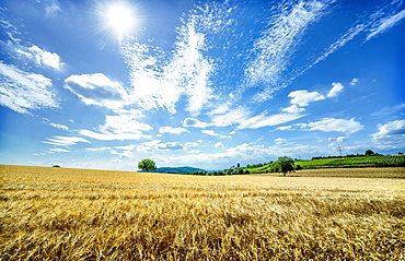 Golden fields in Baden-Wurttemberg, Germany, Europe