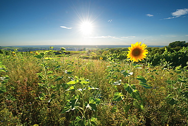 Sunflowers in the vineyards near Rauenberg, Baden-Wurttemberg, Germany, Europe