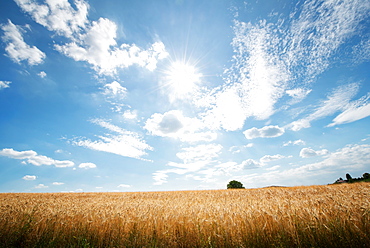 HDR capture of rye fields with a big sky, Baden-Wurttemberg, Germany, Europe