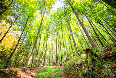 Fresh greens and a grassy path in a light-filled German forest, Baden-Wurttemberg, Germany, Europe