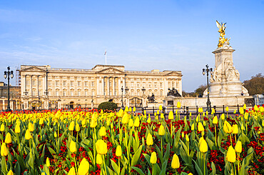 The facade of Buckingham Palace, the official residence of the Queen in London, showing spring flowers, London, England, United Kingdom, Europe