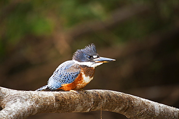 Ringed kingfisher (Megaceryle torquata), Mato Grosso do Sul, Brazil, South America