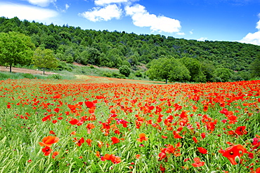 Poppy fields near Covarrubias, Castile and Leon, Spain Europe