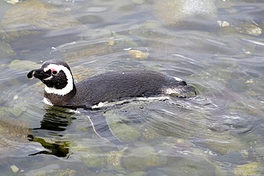 Swimming Magellanic penguin (Spheniscus magellanicus), Patagonia, Chile, South America