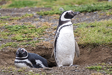 Magellanic penguin (Spheniscus magellanicus), a pair of breeding penguins on their nest, Patagonia, Chile, South America