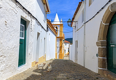 Two cats in a back street in Alegrete, a medieval walled village bordering Spain in the high Alentejo, Portugal, Europe