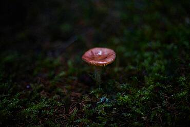 Close up of mushroom growing in dark forest