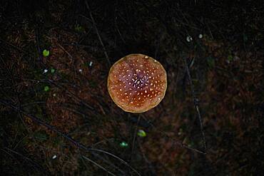 Close up of mushroom growing in dark forest