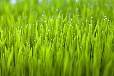 Close up of dew droplets on grass