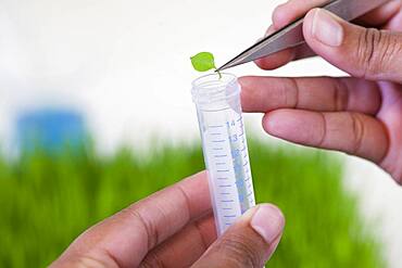 Mixed race scientist dropping leaf in test tube