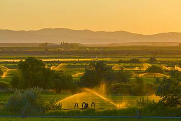 Sprinklers watering rural farmland