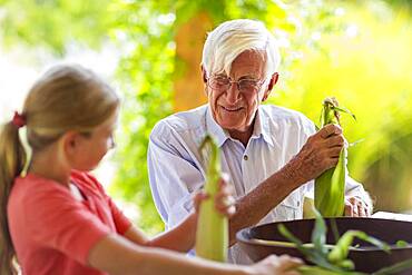 Caucasian grandfather and granddaughter shucking corn