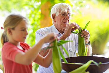 Caucasian grandfather and granddaughter shucking corn