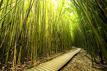 Wooden walkway through bamboo forest