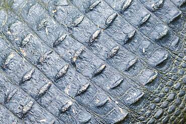 Close up of rough alligator skin