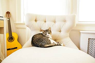 Cat sleeping on chair in living room