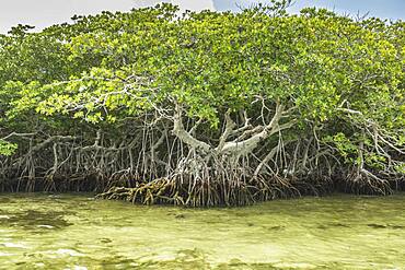 Tree growing in marshy swamp