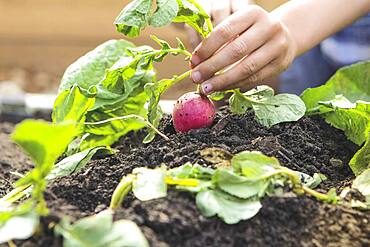 Caucasian boy picking radish in garden