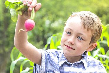 Caucasian boy holding radish in garden