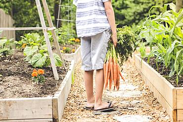 Caucasian boy holding carrots in garden