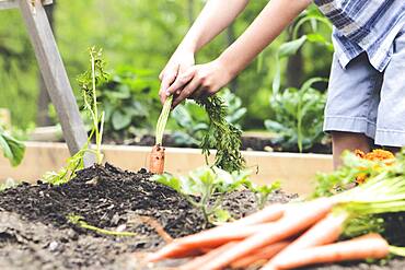 Caucasian boy picking carrots in garden