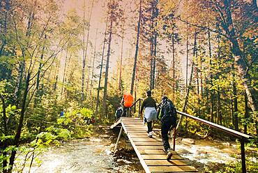 Backpackers hiking on bridge in forest