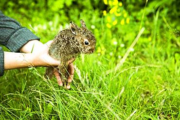 Caucasian farmer holding rabbit in garden