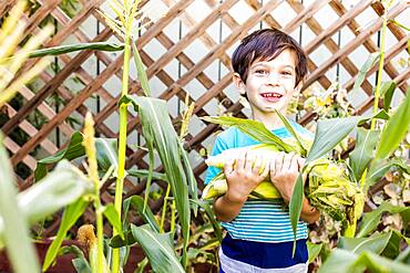 Mixed race boy picking corn in garden