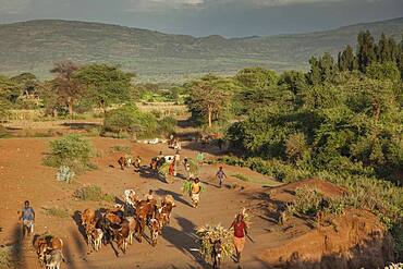 Farmers guiding herd of cattle