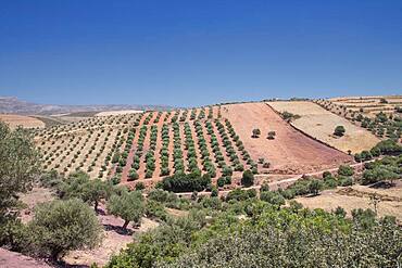 Aerial view of farm fields, Crete, Greece