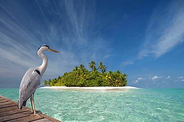 Stork standing on wooden dock near tropical island