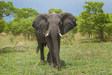 Elephant walking in field