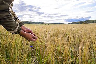 Arms of Mari man examining plants in rural field