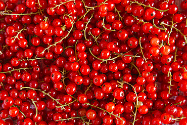 Close up of red berries