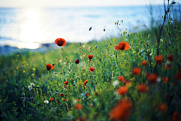 Close up of poppy field