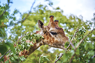 Giraffe eating leaves on branch