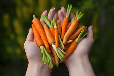 Hands of woman holding carrots