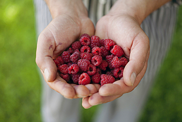 Hands holding raspberries