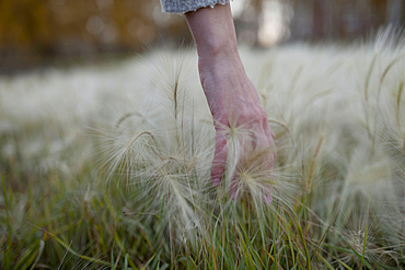 Hand of Caucasian woman picking hay seeds