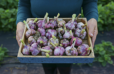 Close up of Caucasian woman holding tray of garlic