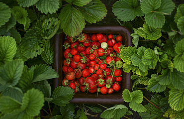 Close up of strawberries in basket