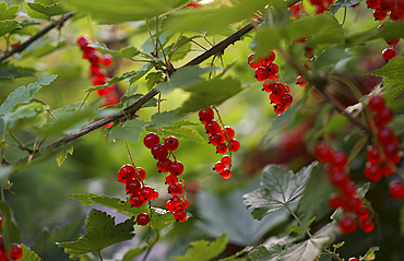 Close up of berries on branch