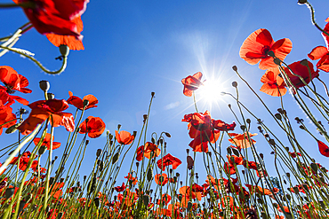 Sunshine on red flowers