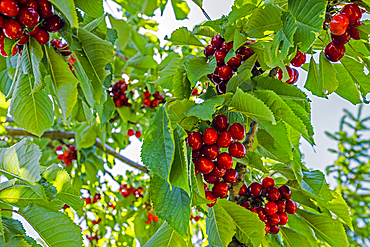 Cherries on tree branch