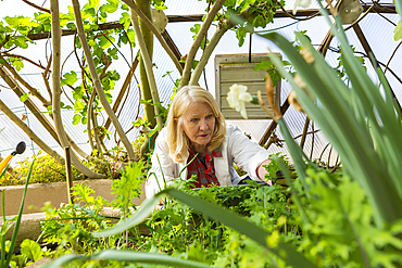 Caucasian scientist using digital tablet in greenhouse